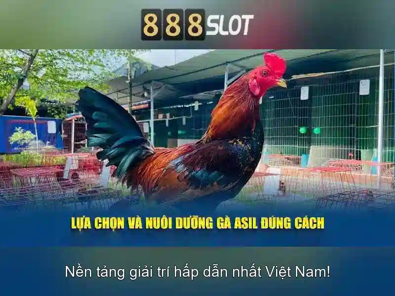 💎nhà cái chau au💎